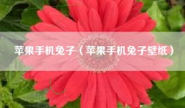 苹果手机兔子（苹果手机兔子壁纸）